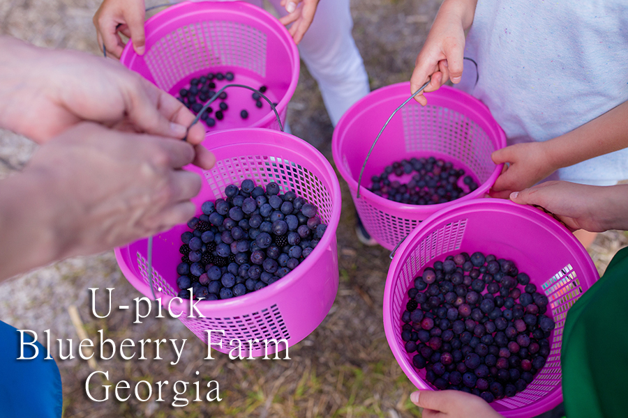 U-pick Blueberry Farm Georgia