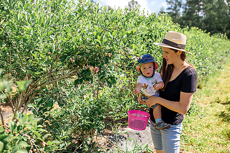 U-pick blueberry farm