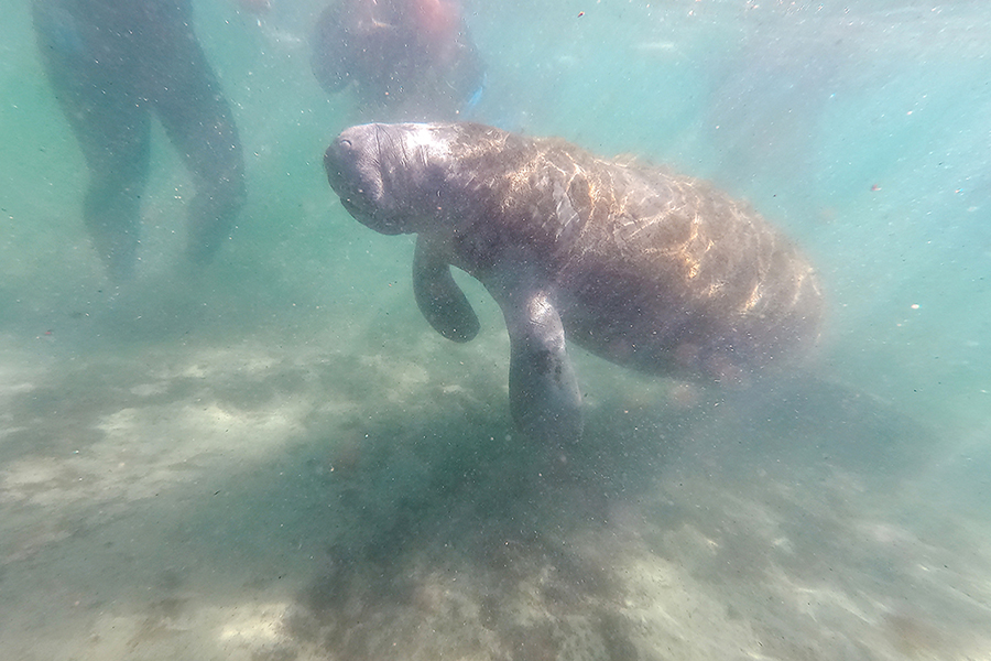 Snorkeling and Kayaking with Manatees