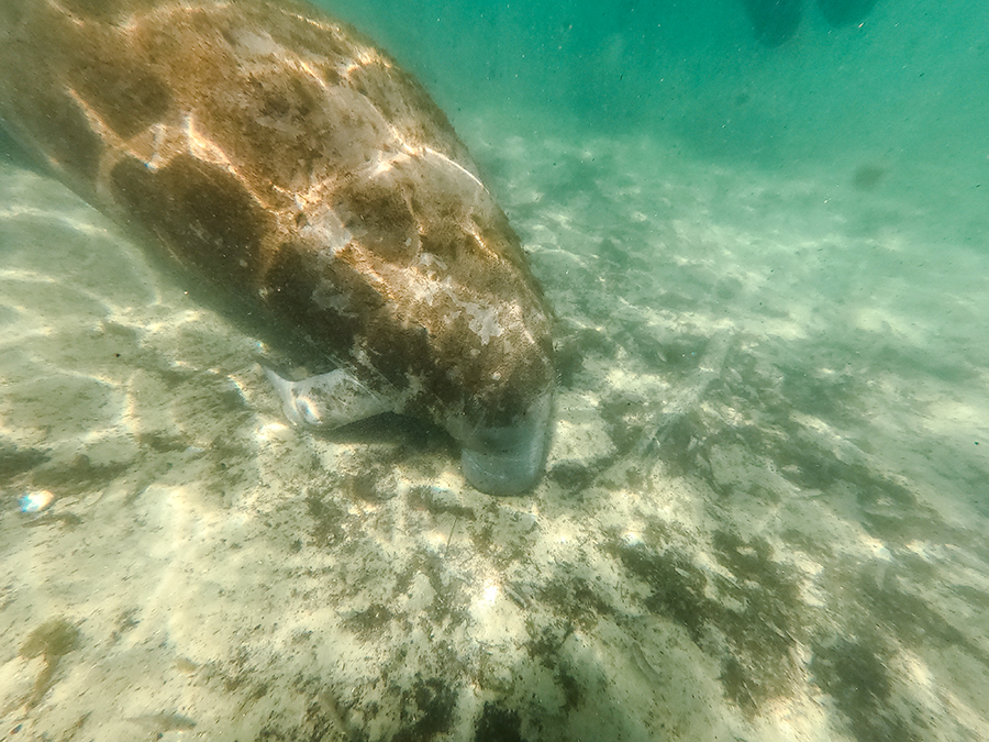 Snorkeling with Manatees