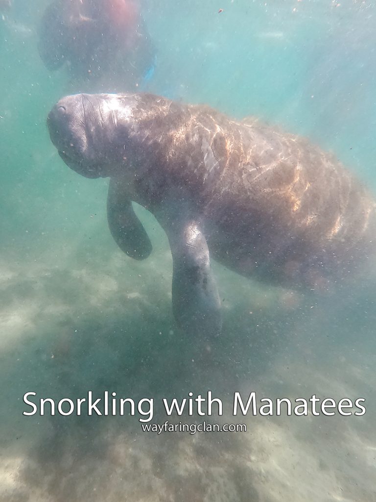Snorkeling with Manatees