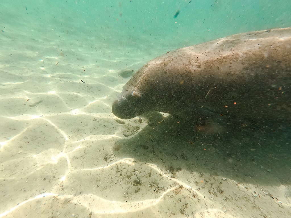 Snorkeling with Manatees