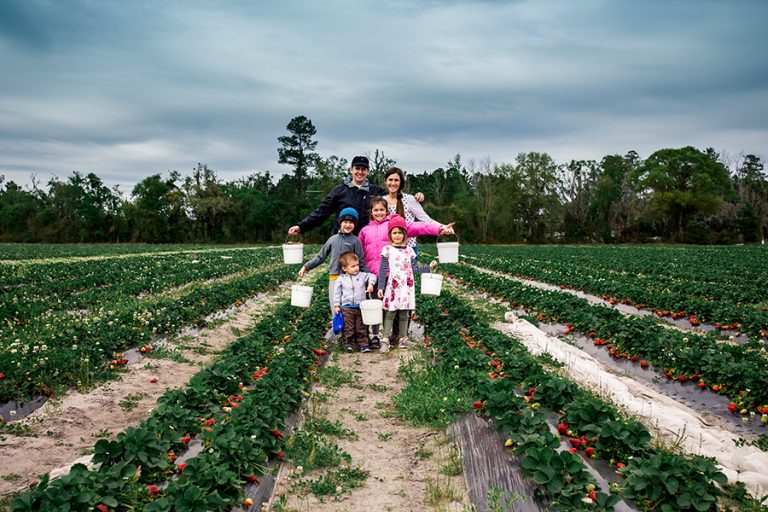 Strawberry Picking in Gainesville, Florida Wayfaring Clan