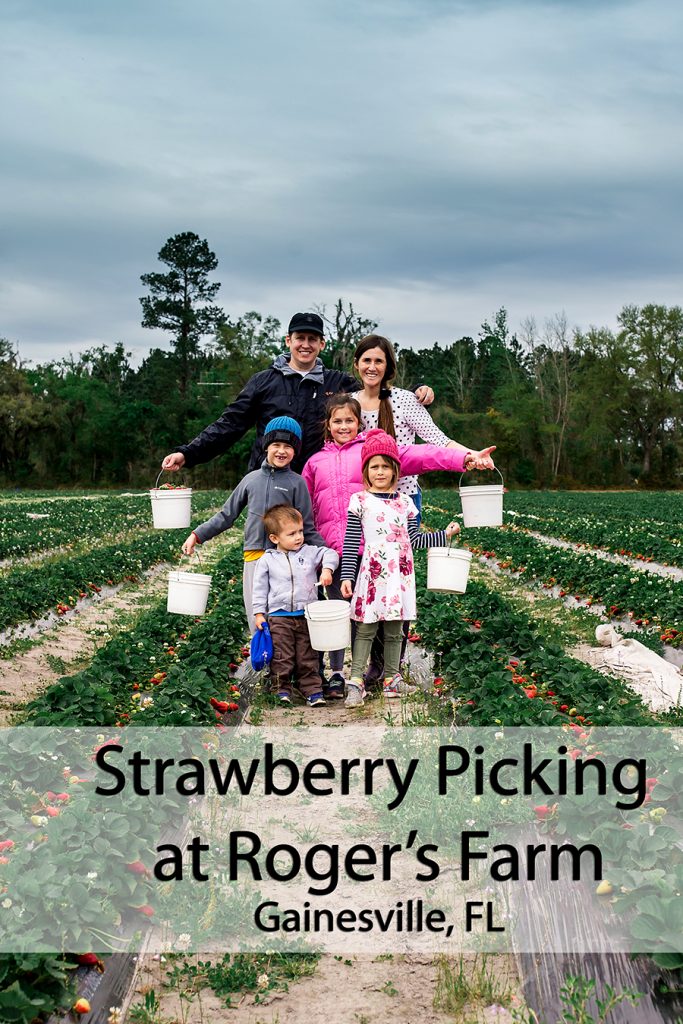 Strawberry Picking Gainesville