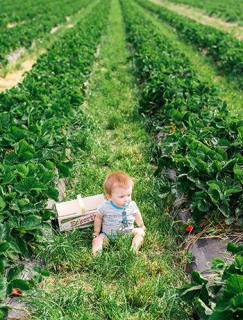 Strawberry U-Pick at Eckert's Farm