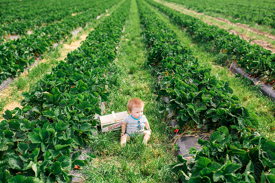 Strawberry U-Pick at Eckert's Farm