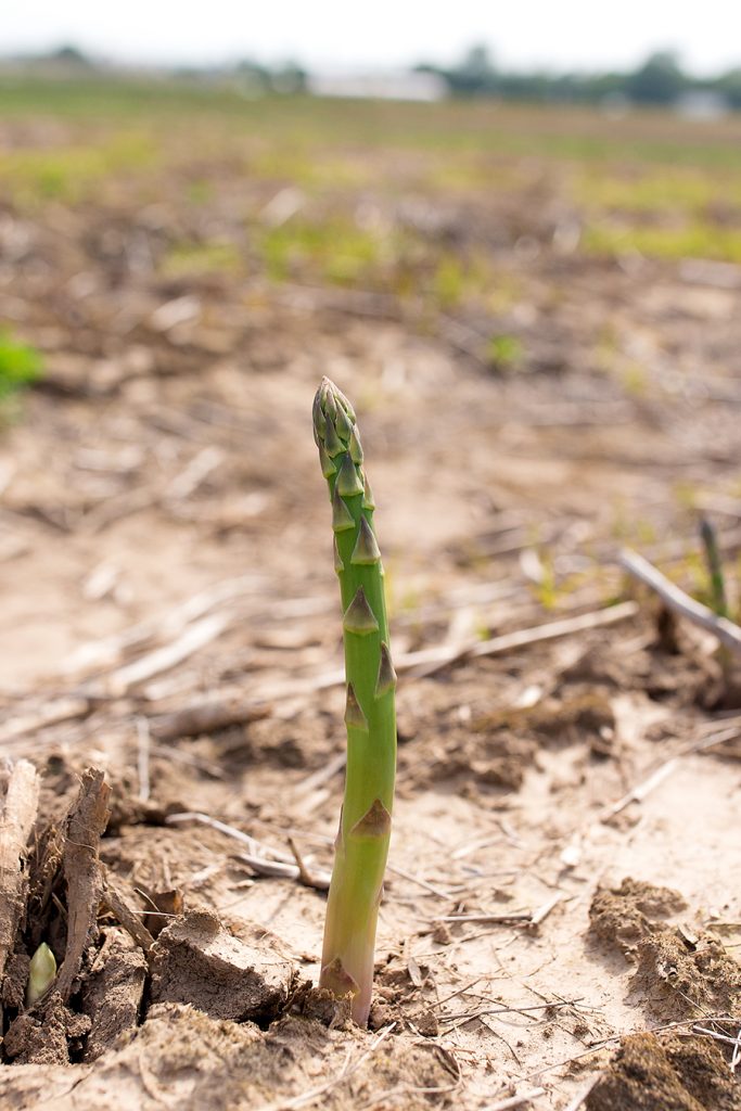 Asparagus U-Pick at Eckert's Farm