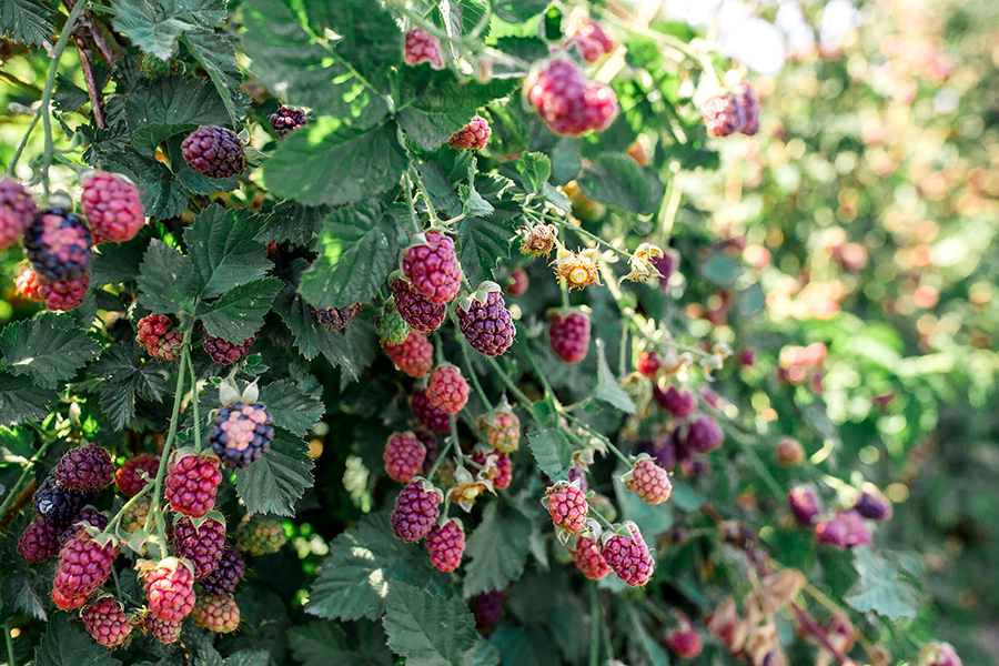 Berry Picking in Oregon with kids