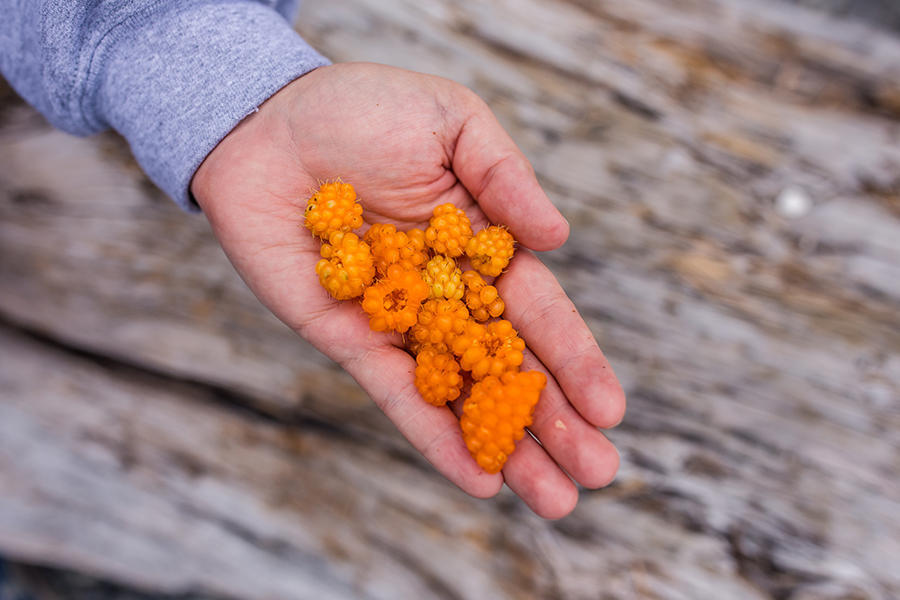 Salmon Berries Washington