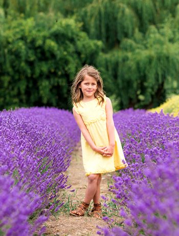 Lavender Field Sequim Washington