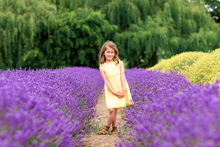 Lavender Field Sequim Washington