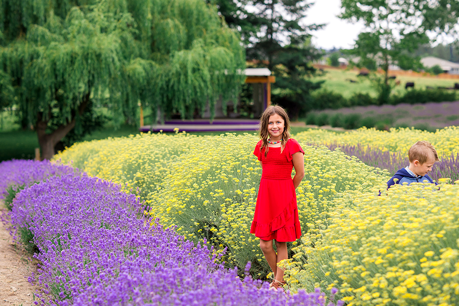 Purple Haze Lavender Field Sequim Washington